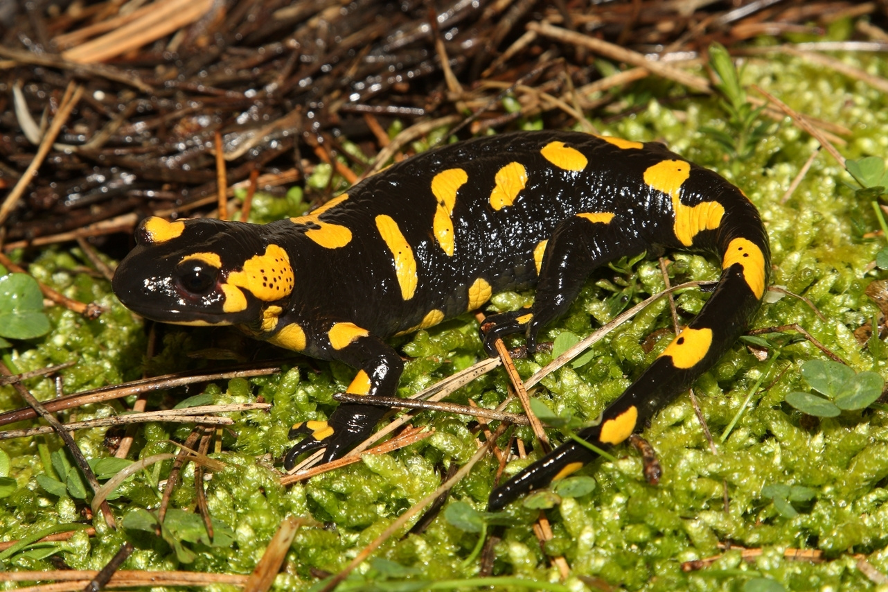 How a perfect storm kills European salamanders